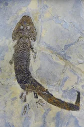 Empreinte fossile de Sclerocephalus sp, amphibien du Permien