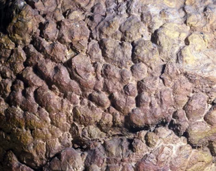 Préhistoire : roche de Collenia, stromatolithe d