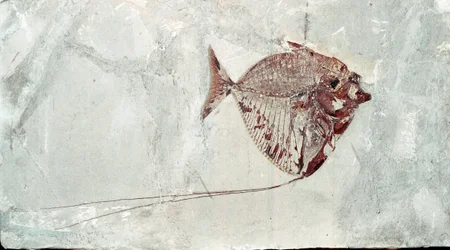 Préhistoire : fossile de poisson Mene Rhombea du site du Mont Bolca (Italie). Période Éocène. Museo civico di storia naturale, Milan