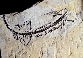 Préhistoire : fossile de Mesosaurus, ère paléozoïque, période permienne. Trouvé à Minas Gerais, Brésil.