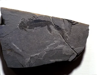 Préhistoire : période permienne, ère paléozoïque. Fossile de Branchiosaurus (Brachiopode). Trouvé à Rotliegen en Allemagne