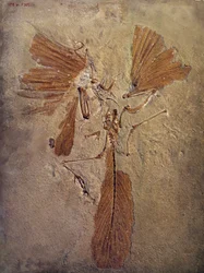 Préhistoire : fossile d
