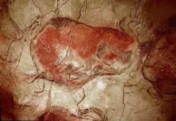 Préhistoire : « bison au repos » peinture rupestre du Paléolithique supérieur (Magdalénien) (entre 16500 et 14000 ans). Grotte du Bison, Altamira, Santander, Espagne