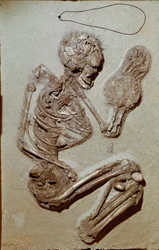 Préhistoire : squelette féminin datant du Néolithique supérieur. Culture de Chiozza. 2900-2700 av. J.-C.