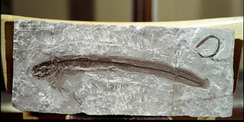 Préhistoire : fossile de poisson Eomirus Formosissimus du site du Mont Bolca (Italie)