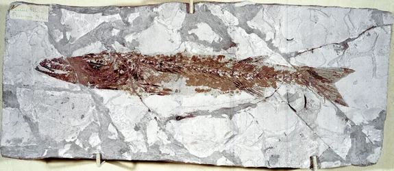 Préhistoire : fossile de poisson Sphyraena Bolcensis du site du mont Bolca (Italie)