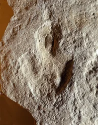 Préhistoire : empreinte fossile de dinosaure. Ère mésozoïque, période jurassique. trouvée en ex-Yougoslavie
