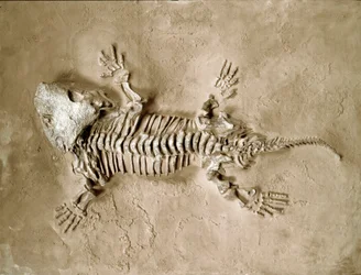 Préhistoire : fossile de Seymouria Bayolorensis, reptile amphibien du Texas aux États-Unis. Période Permienne. Museo civico di storia naturale, Milan