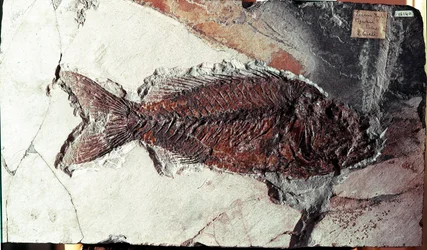Préhistoire : fossile de poisson Sparnodus Elongatus du site du Mont Bolca (Italie). Période éocène. Museo civico di storia naturale, Milan