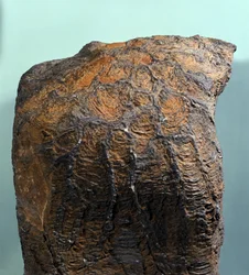 Préhistoire : fossile d