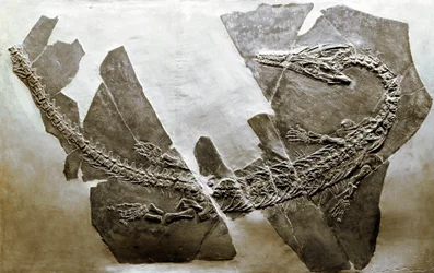 Préhistoire : fossile du reptile aquatique Askeptosaurus italicus de Besano (Italie)