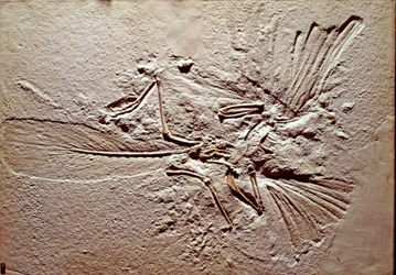 Préhistoire : fossile de l