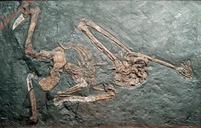 Préhistoire : fossile du grand primate Oreopithèque (Oreopithecus bambolii) du Mont Bamboli (Grosseto). Ère Miocène. Museo civico di storia naturale, Milan