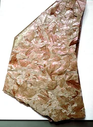 Préhistoire : feuilles fossilisées du Piémont (Italie). Période du Quaternaire inférieur. Museo civico di storia naturale, Milan