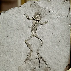 Préhistoire : fossile de grenouille du site de Pueyoi da Tervel en Espagne