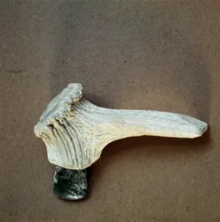 Préhistoire : hachette en pierre verte avec manche en bois de cerf de la grotte de Pollera