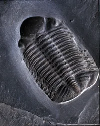 Préhistoire : fossile de trilobite Phacops Rana (arthropode). Âge du Paléozoïque, période du Dévonien. Trouvé dans la région de Bundenbach en Allemagne