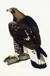 Un jeune aigle royal