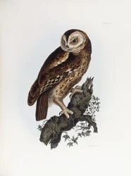 Chouette hulotte, 1841