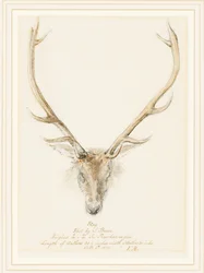 Un cerf abattu par John Brown