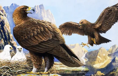 Roi des oiseaux, extrait de "Nature Wonderland" (Pays des merveilles de la nature)