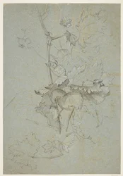 Étude de plantes