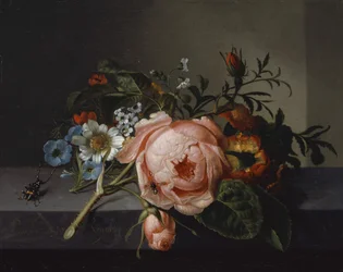 Nature morte avec branche de rose, scarabée et abeille, 1741