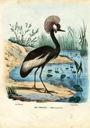 Grue couronnée noire, 1863-79