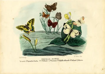Papillons, 1863-79