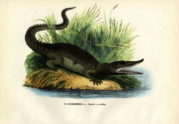 Caïman, 1863-79