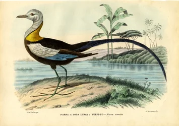 Jacana chinois, 1863-79