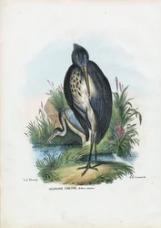 Héron cendré, 1863-79