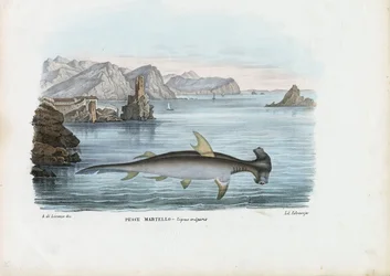 Requin-marteau, 1863-79