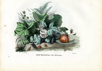 Escargots hélices, 1863-79