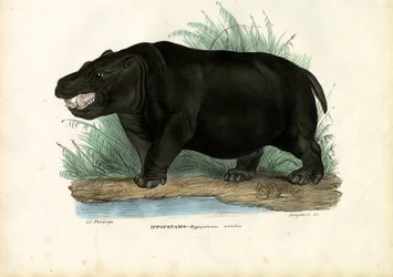 Hippopotame, 1863-79