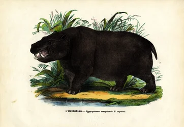 Hippopotame, 1863-79