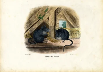 Souris Domestique, 1863-79