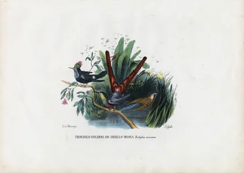 Colibris, 1863-79