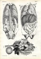 Intestins, 1863-79