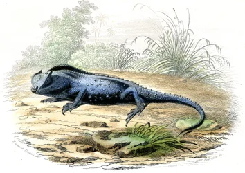 La tête fourchue (Lyriocephalus margaritaceus) - Planche extraite de Histoire Naturelle par Bernard Germain de Lacépède (1856-1925), édition P.Furme, Paris