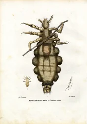Poux, 1863-79