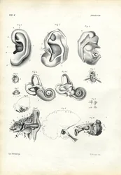 Organe de l