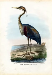 Héron pourpré, 1863-79