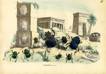 Scarabées, 1863-79
