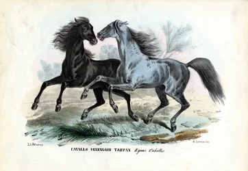 Chevaux sauvages