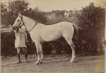 Le cheval du capitaine Bailward, Jhansi (verso, à droite)