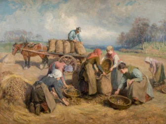Ramasseurs de pommes de terre, Northumberland, 1903