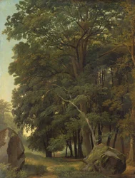 Un paysage boisé