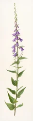 Adenophora species (huile sur papier)