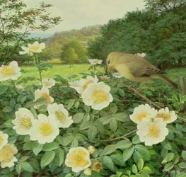 Rosier des champs et fauvette des saules